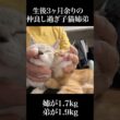 🐱🐱膝上て仲良しすぎる子猫姉弟   #cat #kitten #猫 #子猫 #ねこ #こねこ #保護猫  #shorts  #猫のいる暮らし
