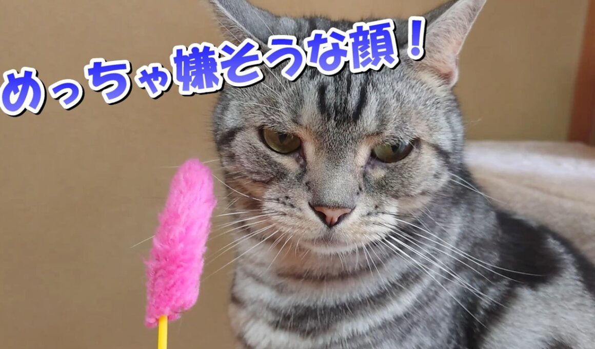 めっちゃ嫌そうな顔する猫！（アメリカンショートヘア）