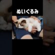 #shorts #猫 #ラグドール #甘えん坊猫 #ねこ #猫のいる暮らし