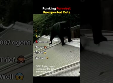 Ranking The Funniest UNEXPECTED CATS