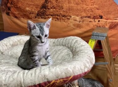 エジプシャンマウの女の子猫20260501生