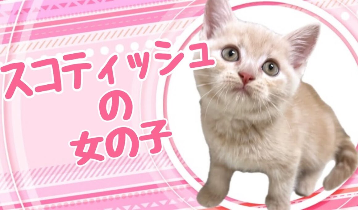 スコティッシュフォールドの子猫　（中之島）