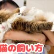 超大型猫ノルウェージャンとの暮らしに向いている人の特徴4選