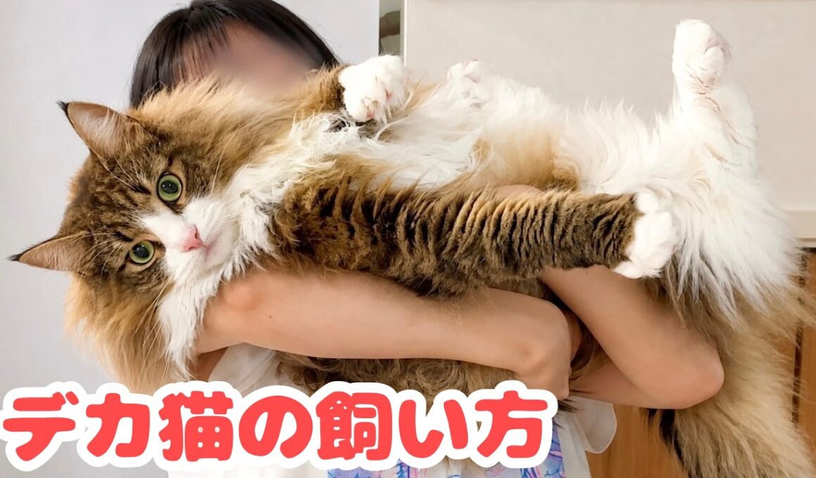 超大型猫ノルウェージャンとの暮らしに向いている人の特徴4選