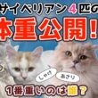 サイベリアンは本当に大型猫？4匹の体重と成長を公開！