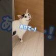 文句多めのチロさん！ #shorts