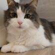 【癒し】朝のいそがしい時間も必ず猫とふれあう飼い主