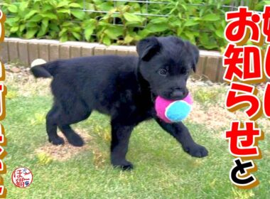 【野犬　子犬　子猫】嬉しいお知らせとお名前決定！