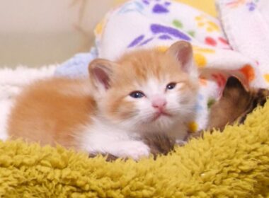 赤ちゃん子猫がカワイイ鳴き声でおじさんにミルクを貰った後に、遊びたい気持ちと眠たい気持ちの戦いが始まる？【赤ちゃん猫　保護猫】