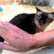 【追悼】生前はよくブチギレながら甘えてくれた故シャム猫との愛おしい日々👼🕯🕯