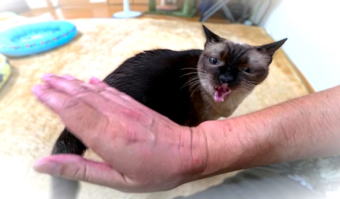 【追悼】生前はよくブチギレながら甘えてくれた故シャム猫との愛おしい日々👼🕯🕯