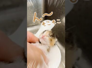 子猫のミルクと離乳食とくねくねとか｜何もないはずの壁を見つめる猫は人には見えない世界があるのかも【保護猫生活】