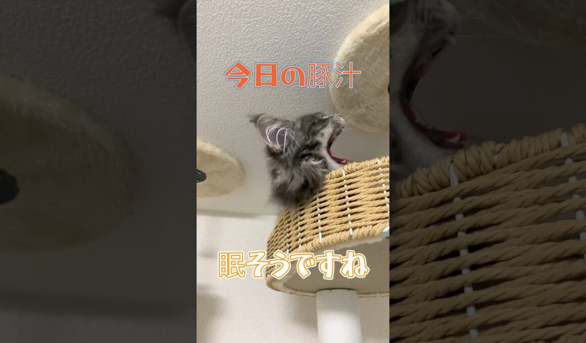豚汁のお気に入りの場所！#メインクーン #メインクーン子猫 #大型猫 #猫