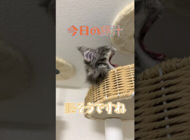 豚汁のお気に入りの場所！#メインクーン #メインクーン子猫 #大型猫 #猫