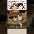 仲良し子猫の成長記録010。#shorts #保護猫 ＃子猫