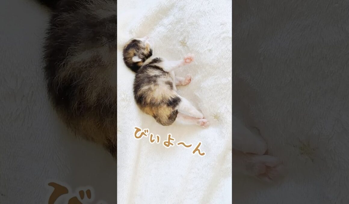 【子猫】食べるコトと消化できるは違う｜子猫の離乳食は急いで切り替えない方がいいんです【保護猫生活】