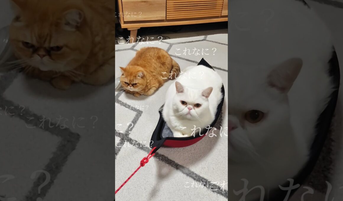 【みっちみち】謎の物体に限界まで詰まる猫たちがシュールすぎるww #shorts #猫