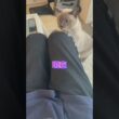 猫の成長を感じる動画 #猫 #cat #しゃむねこ #シャム猫 #ねこ #猫のいる暮らし
