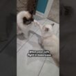 WARNING: terrifying lion footage
