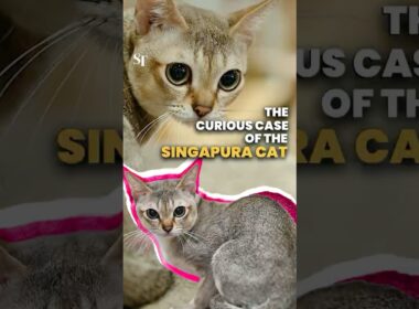 Star the Singapura Cat | The twist in the breed’s origin story