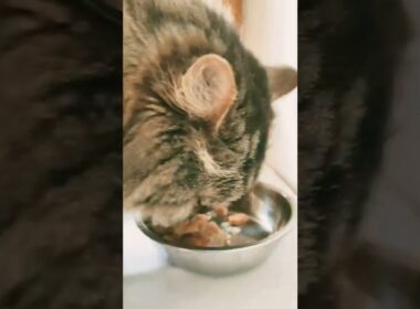 УЖИНАЕМ ВМЕСТЕ С КОШКОЙ/CAT EATS