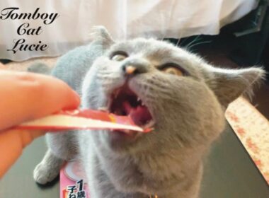ちゅ〜るデビューを果たしたシャルトリューの子猫