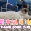 バーマン猫ラフ【気持ちいいね】Feels good, huh（バーマン猫）Birman/Cat