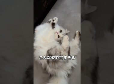 甘え上手な猫の上目遣いにやられた #ねこわふらいふ #ヘソ天
