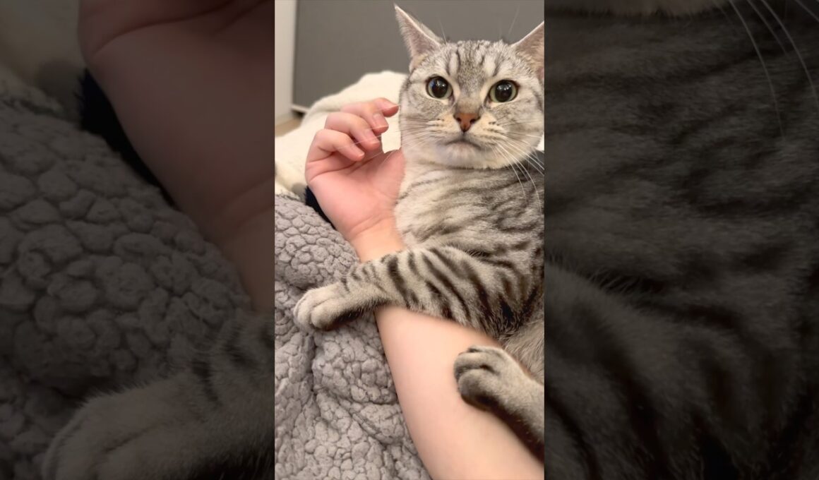 子猫の頃からパパの腕に巻きつき続ける猫が可愛すぎる... #cat #猫