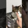 (昨日の続き)妹を閉じ込める兄 #cat #キジ白猫 #シャムミックス