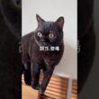 気まぐれスリスリ #cat #にゃんグラム #猫のいる暮らし #猫のいる生活 #セルカークレックス #ブリティッシュショートヘア