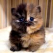 【マンチカンの子猫】珍しいセンターマンみたいな子猫の件 ～猫のいる生活Vol.1086～出産動画 マンチカン短足・ミヌエット・ペルシャ猫専門ブリーダー『ペット蔵人』【子猫の成長記録】