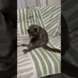 ちょい毛繕い_20260701 #shorts #cat #猫 #ロシアンブルー