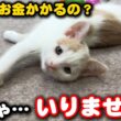 子猫の譲渡希望者からの既読無視…これが現実です