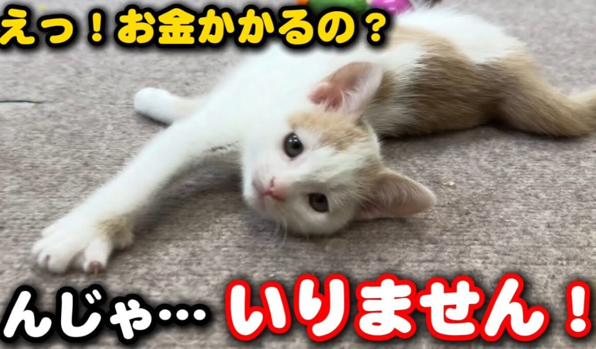 子猫の譲渡希望者からの既読無視…これが現実です