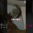 寝起きが悪過ぎる猫🐱 #ノルウェージャンフォレストキャット #大型猫 #猫のいる暮らし