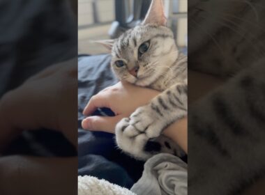 朝起きたら猫が腕に巻き付いてたので、会社遅刻確定... #cat #猫