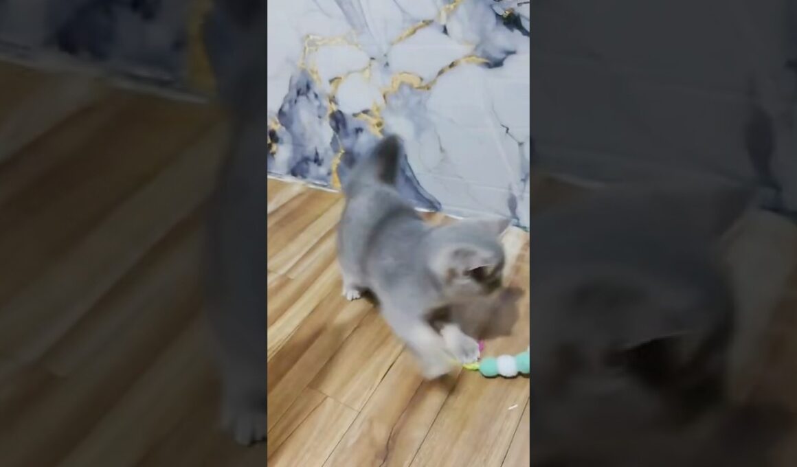 Bsh betina 4bln ada yang mau?? #cats #britishshorthair #britishshorthaircats