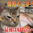 【シンガプーラ】    肉球マッサージ中に眠ってしまったセラ社長！    この表情…癒されすぎます！