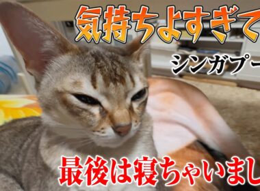 【シンガプーラ】    肉球マッサージ中に眠ってしまったセラ社長！    この表情…癒されすぎます！