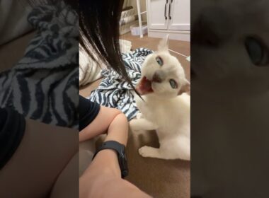 飼い主を試食する猫