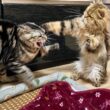 先住猫に遊んで貰えずブチギレて呪いをかけてしまった後輩猫