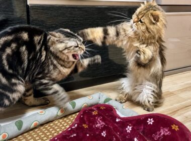 先住猫に遊んで貰えずブチギレて呪いをかけてしまった後輩猫