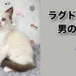 【ラグドール子猫】巣立ちまでの成長記録。猫じゃらし大好き！