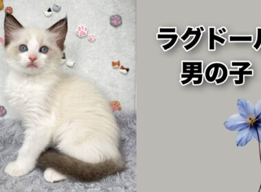 【ラグドール子猫】巣立ちまでの成長記録。猫じゃらし大好き！
