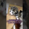 子猫さんの頭が突然膨らんでました#ノルウェージャンフォレストキャット #norwegianforestcat