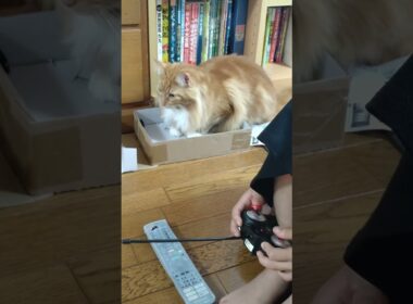 絶ッ対そうなるよね#cat#メインクーン