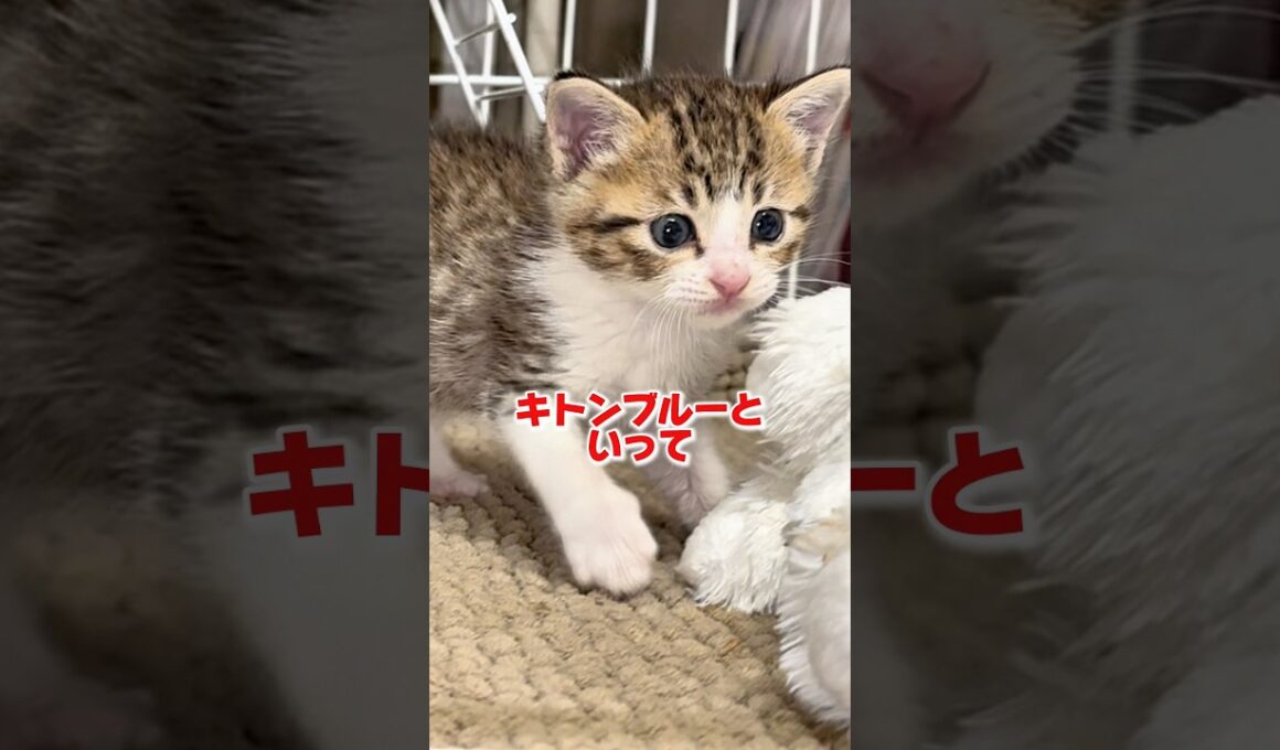 保護した子猫ちゃん目が見えない問題...【保護7日目】
