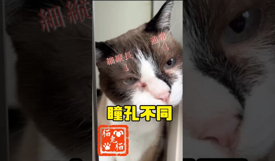 瞳孔不同〜原因調査中〜 #tnr #ネコ #スノーシュー猫 #cat #ねこ #さくら猫 #猫のいる暮らし #にゃんとにゃん #保護猫 #youtube