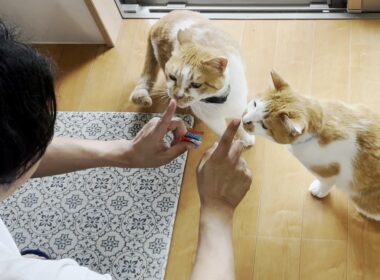 庭子猫の兄弟を迎えて終始ニヤけっぱなしのパパ…笑【三毛母猫の子猫とパパ】